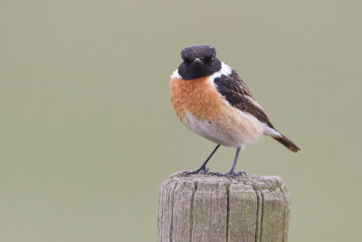 European Stonechat - Roodborsttapuit