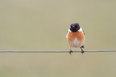 European Stonechat - Roodborsttapuit