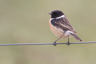 European Stonechat - Roodborsttapuit