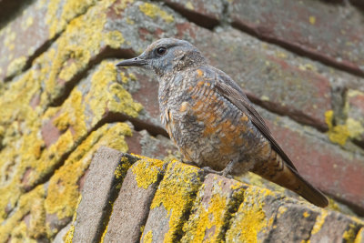 Rufous-tailed Rock-Trush - Rode Rotslijster
