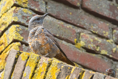 Rufous-tailed Rock-Trush - Rode Rotslijster