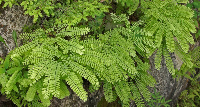 Ferns at Quarry