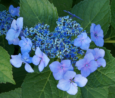  museum-Flowers -Hydrangea