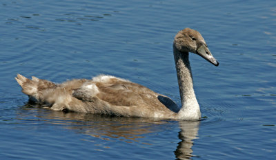 stony brook-Cygnet