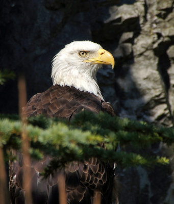 Providence zoo-Eagle