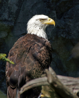 zoo-eagle