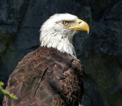 zoo-eagle