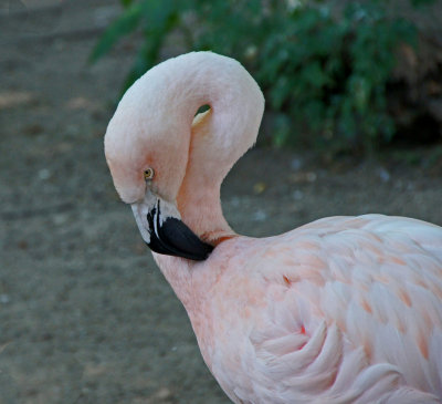 zoo-Flamingo