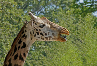 zoo-Giraffe