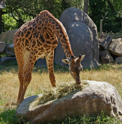 zoo-Giraffe