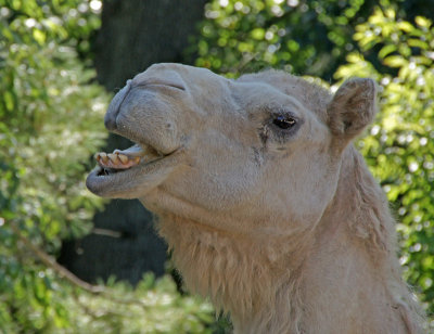 zoo-camel