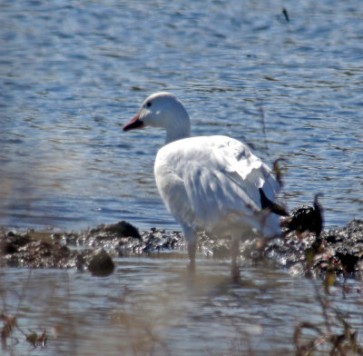 great meadows-10-22-12 Snow Goose, bad Light, heavily cropped, grasses in the way