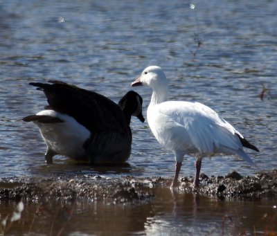 great meadows-Snow goose and friend