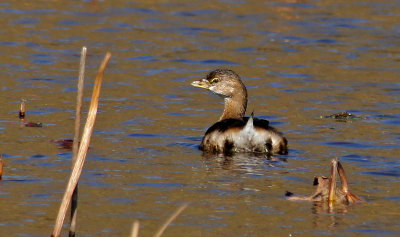 great meadows-Grebe 10-22-12