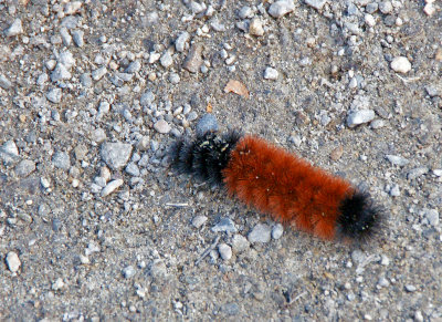 great meadows-wooly bear caterpillar