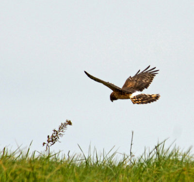 plum island- Harrier