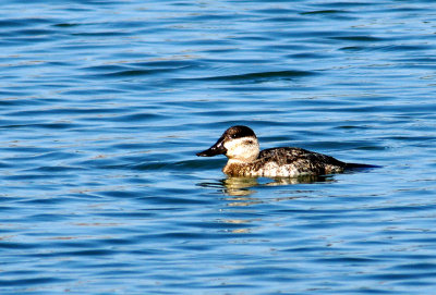 plum island-Ruddy duck