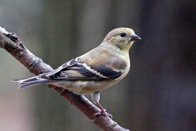 backyard-goldfinch