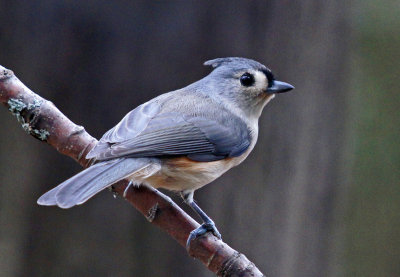 backyard-10/31/12 tufted titmouse