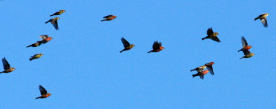 salisbury beach-crossbills in flight