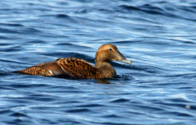 salisbury beach-common eider - female