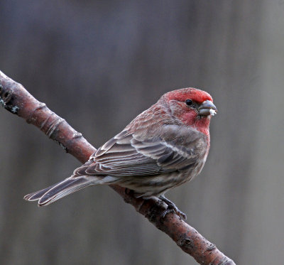 backyard-11-28-12 House finch