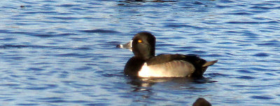 Farm pond-Ring neck duck - heavily cropped