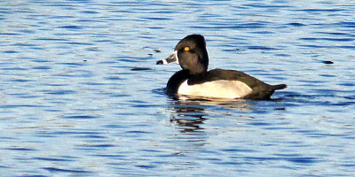 Farm pond-Ring neck duck HEAVILY cropped