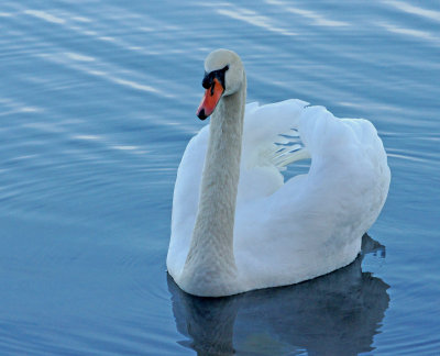 Farm pond-12-3-12 Mute Swan