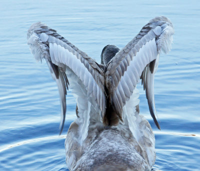 Farm pond-Mute Swan closing its wings