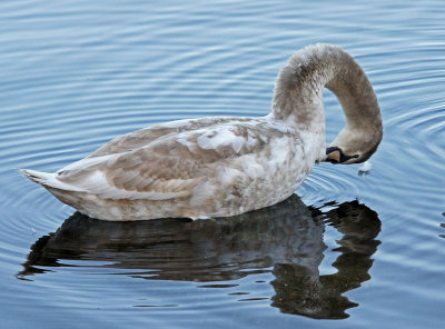 Farm pond-12-3-12-Immature mute swan