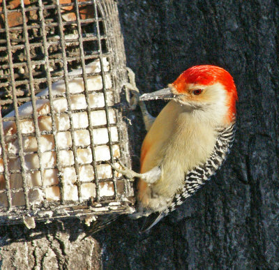 Red-Bellied Woodpecker - Framingham back yard..jpg