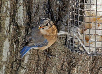 Bluebird at suet feeder