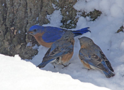 2 females 1 male
