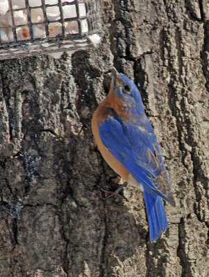 feeding