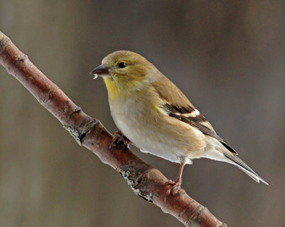 American Gold Finch winter plumage- 12-30-12