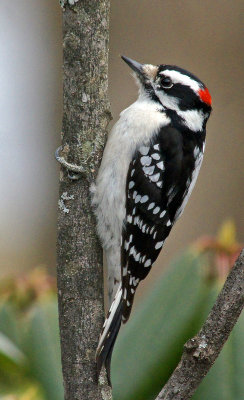 Downy Woodpecker 2-5-13