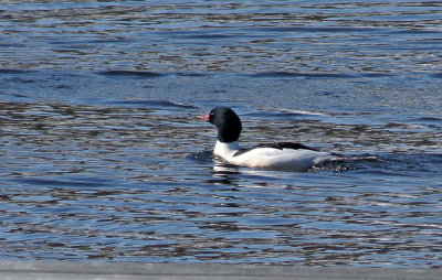 Common Merganser 2-13-13