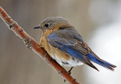 Bluebird