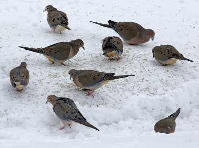 Doves 2-17-13