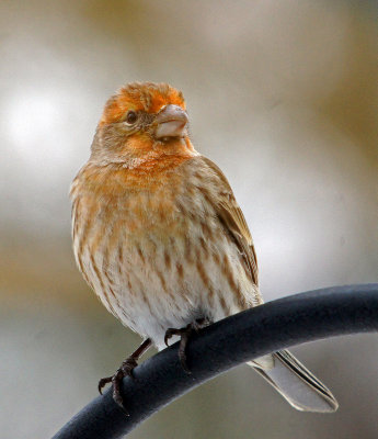 Unusual colored Finch