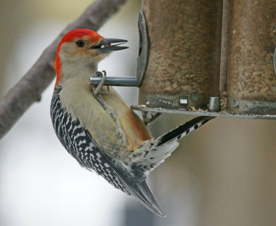 red bellied woodpecker