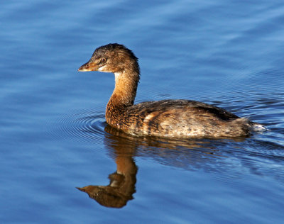 Grebe