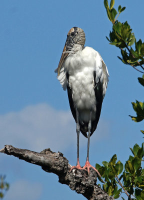 Woodstork
