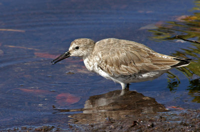 Red Knot - but breast not red in winter