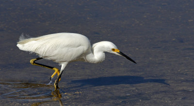 Snowy egret hunting