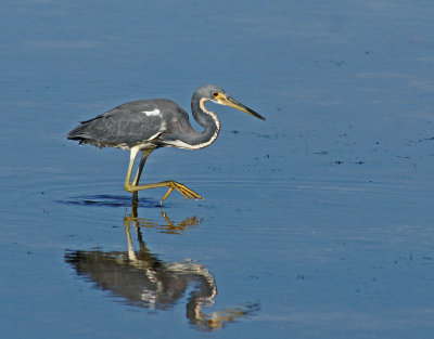 Tricolored Heron