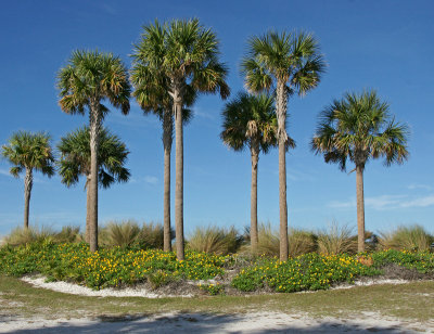 Palms along the causeway