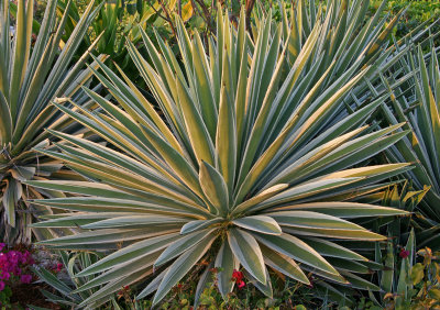 Yucca