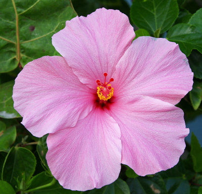 Hibiscus